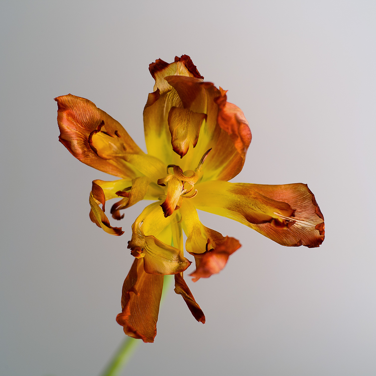 Tulip 　Taken in 2009　Size 1000mm x 1000mm　Archival pigment print　Alpolic finish（2009年撮影　1000mm角　アーカイバルピグメントプリント　アルポリック仕上げ）