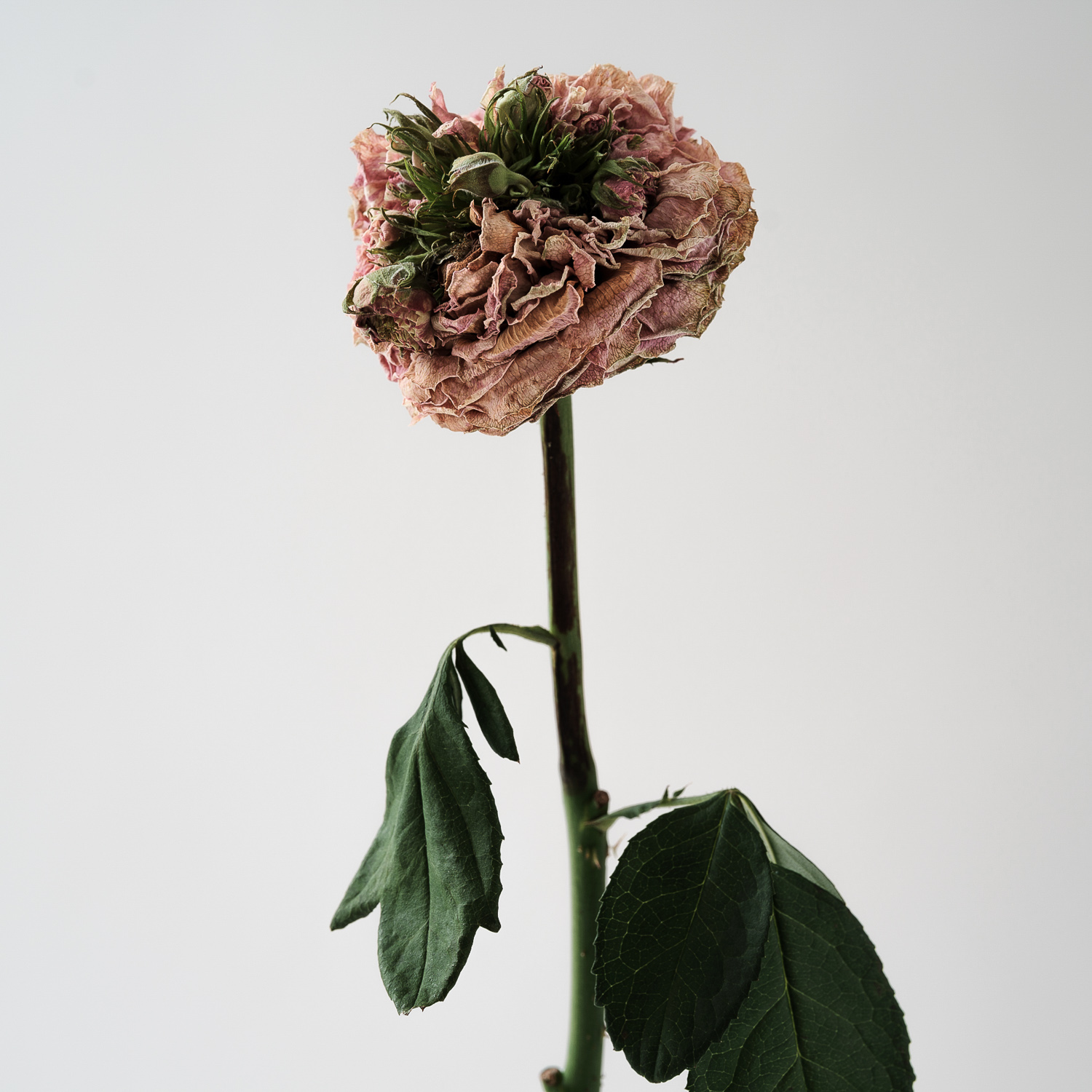 Rose　Taken in 2019　Size 1000mm x 1000mm　Archival pigment print　Alpolic finish（2019年撮影　1000mm角　アーカイバルピグメントプリント　アルポリック仕上げ）