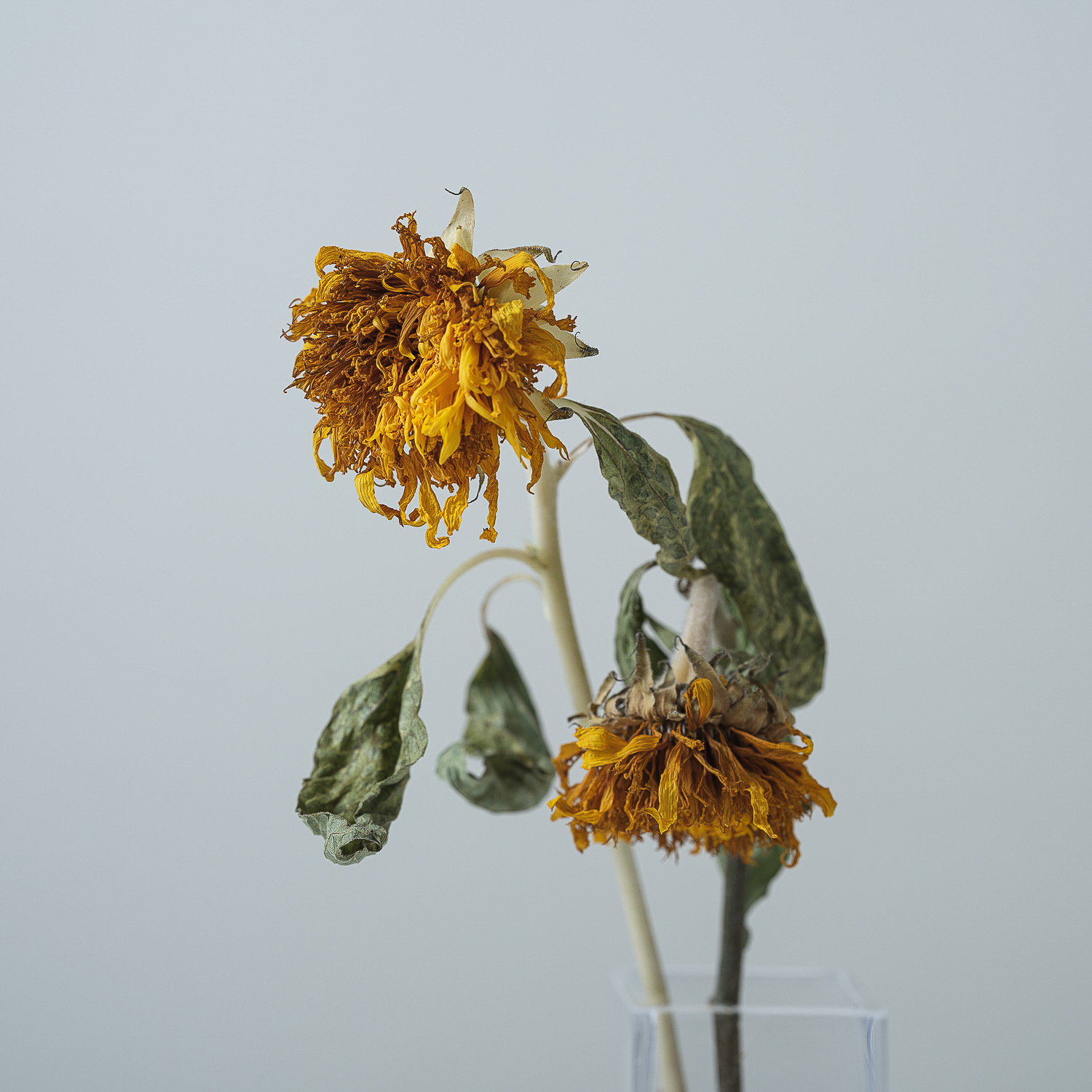 Sunflower　Taken in 2022　Size 1000mm x 1000mm　Archival pigment print　Alpolic finish（2022年撮影　1000mm角　アーカイバルピグメントプリント　アルポリック仕上げ）